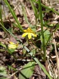 Hypoxis hirsuta image